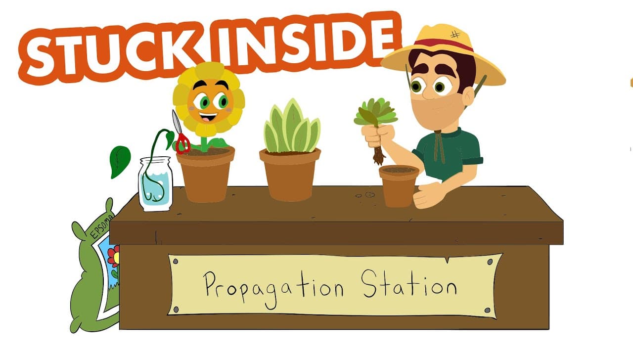 Educational Video