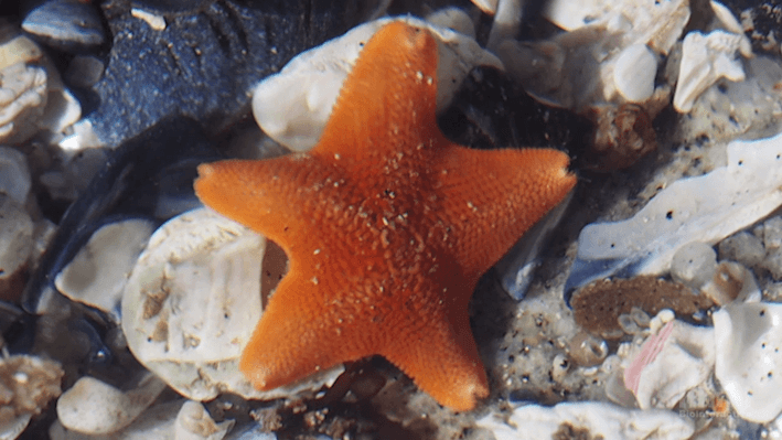 Educational Video